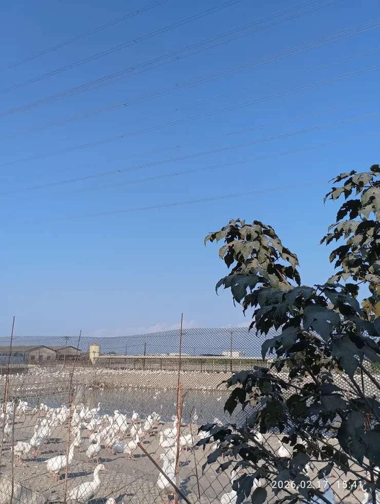 長堤常見的大養鵝場