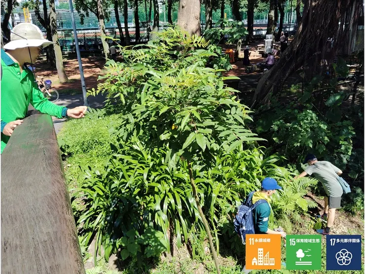 將緊捱著拱橋生長的食茱萸稍微挪離拱橋