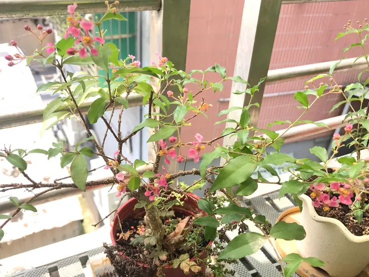 　2024-4-15 李氏櫻桃，結了不少花苞 ，陸續開花中，但也掉落不少花苞。