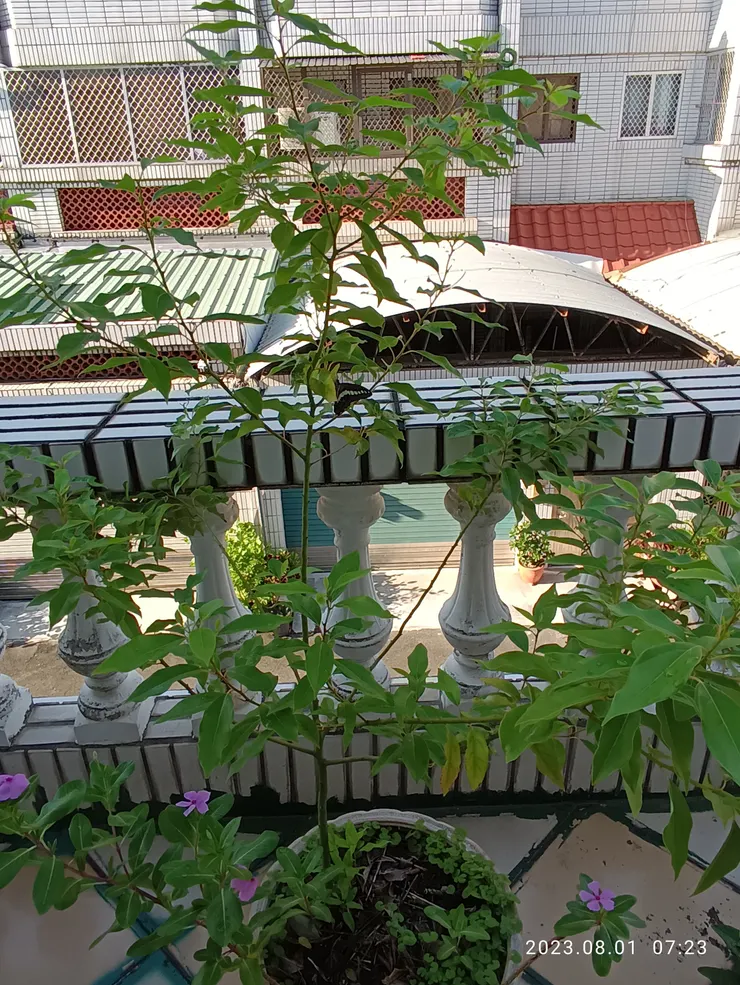 樟樹，鳥種的！ 今也歡也憂他日怎將她剪裁