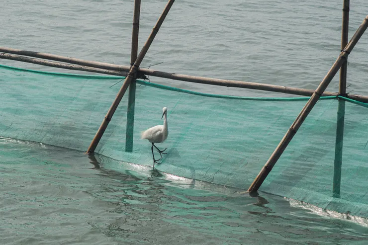 累了休息一下的白鷺鷥