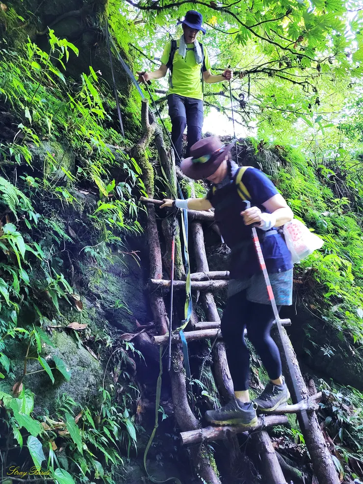後段接上林道還算好走，但有部分段要高繞或下切