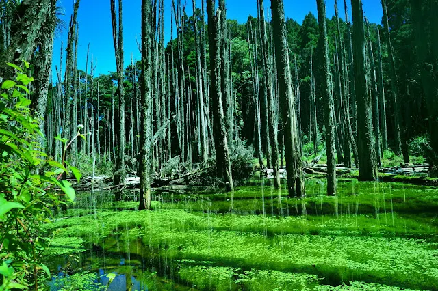 Flickr | Jennifer 珍妮佛