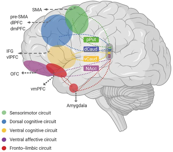 Anders Lillevik Thorsen et al., 2018
