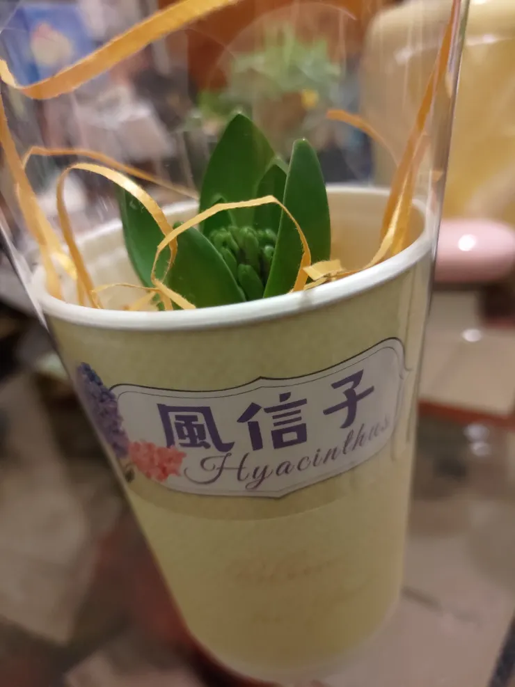 從7-11領回來最初始的模樣