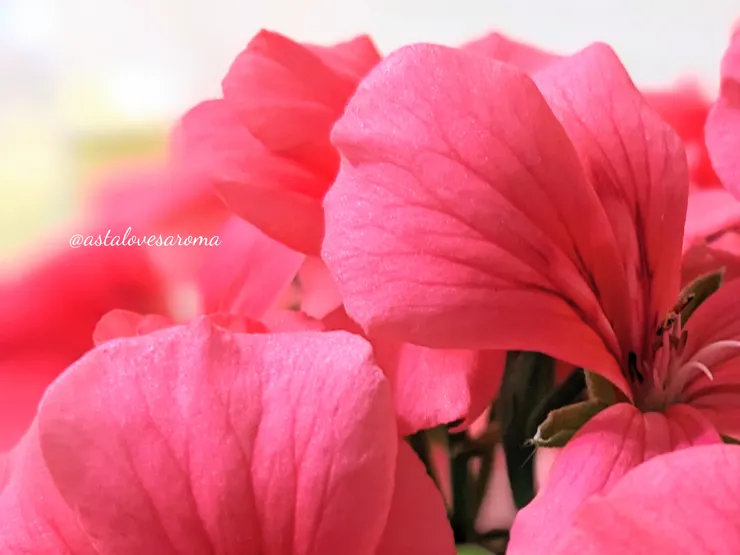 帶有細微珠光的天竺葵花瓣