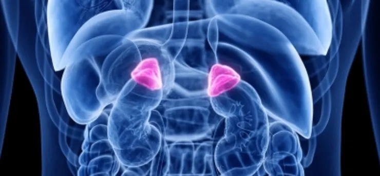 皮質醇在人體扮演重要的角色