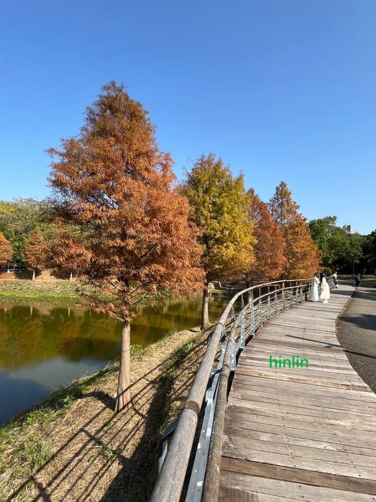交大落羽松森林步道