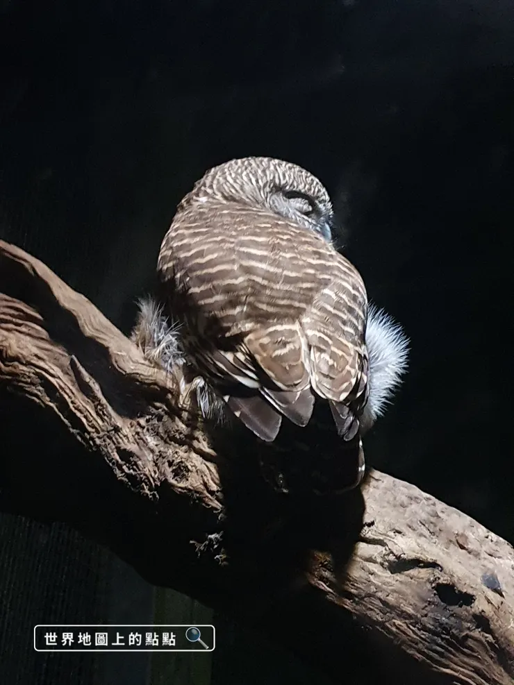 徒步小徑可以近距離觀賞夜間動物