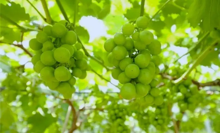 (圖片取自網路)