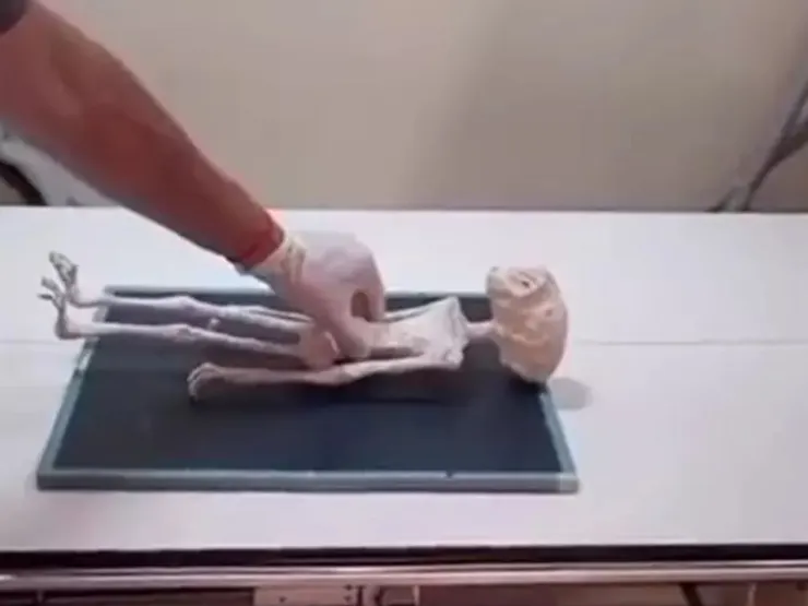 「外星人遺骸」的體長