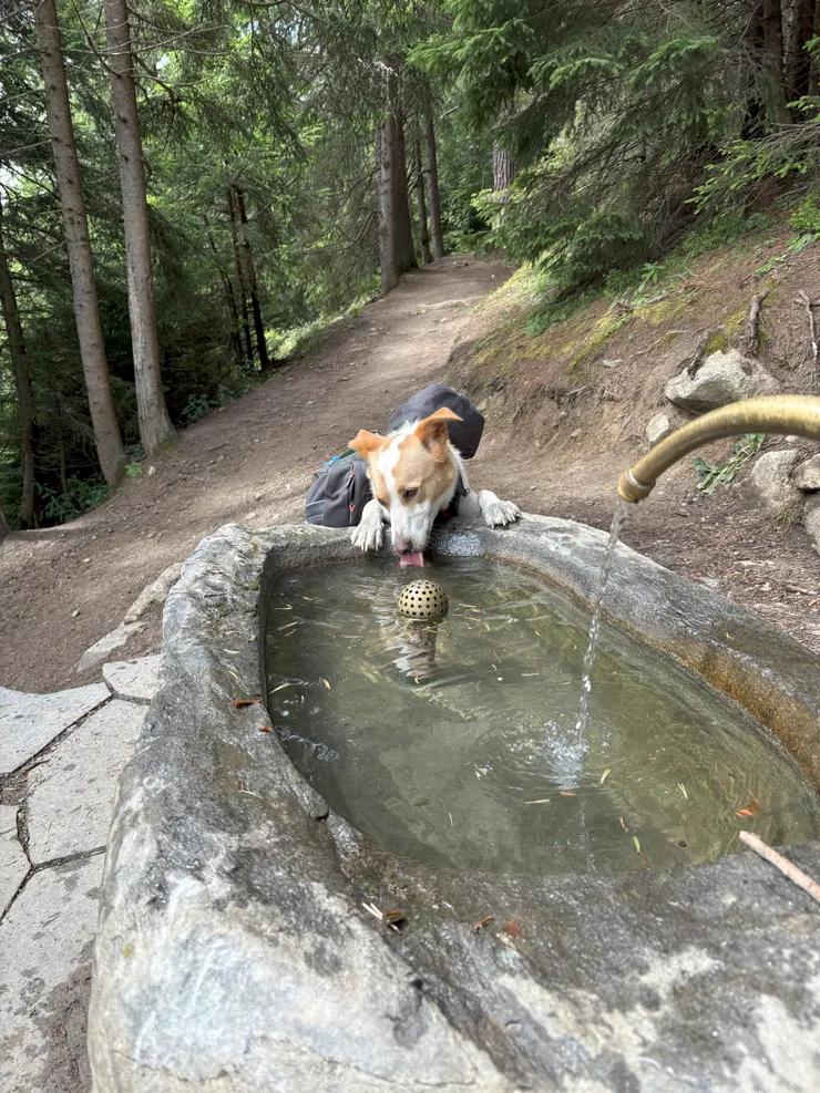 可愛的狗狗自己背裝備健行