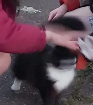 2024.6.3  這是我第一次遇見貓PO拍的（應該吧）  只是見了一次就無法自拔，哈哈。結果我發現我才是小丑…我跌下了她的魔爪，一天不見，渾身難受。 