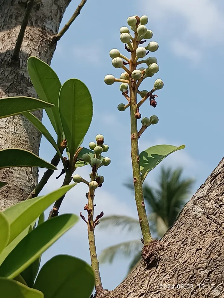 胡桐初結的花苞，蘭嶼樹種葉片普具葉片較厚葉面呈革質特色