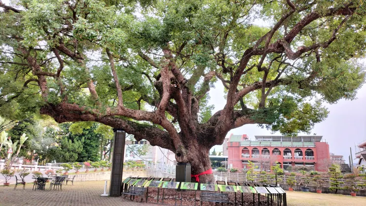 大眾廟前大樟樹/Mingling攝