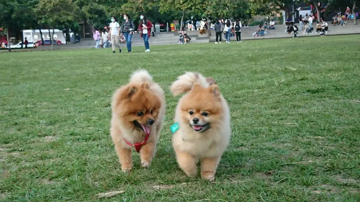 2020.4.17 當時11歲的波波與朋友