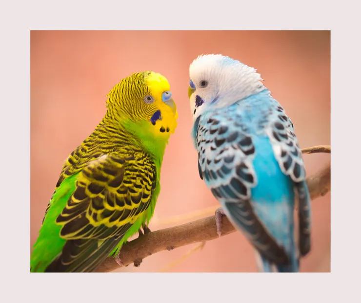 寵物.寵物鸚鵡.虎皮鸚鵡.鸚鵡飼養.虎皮英文飼養