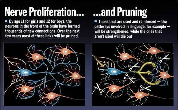 你的神經元除了加強主要幹道，也會把那些沒在使用的神經分支丟棄 圖／黃軒醫師資料照片-取自橘世代網站