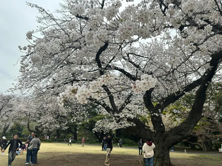 新宿御苑滿開中