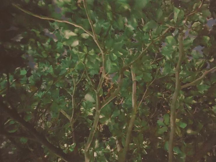 這是躺在那個設(躺)施(椅)的看到的畫面，綠綠的樹葉，搭配涼涼的風吹，好療癒~