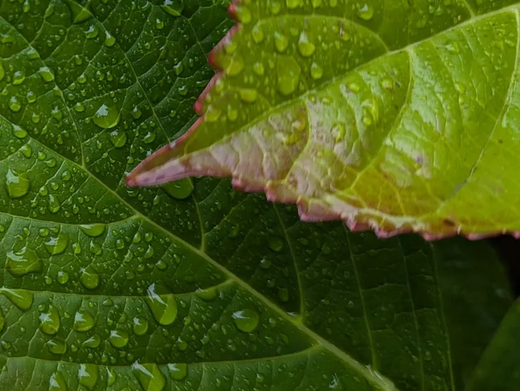 昔我往矣，楊柳依依。今我來思，雨雪霏霏。