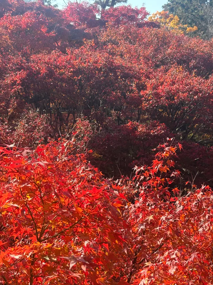 東福寺