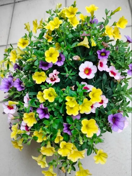 舞春花 ~ 自行拍攝