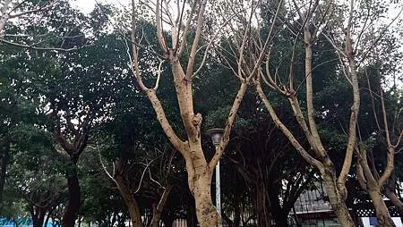 [新北美食]板橋區溪崑二街大坪數溪洲公園、私密賞櫻花地點的板