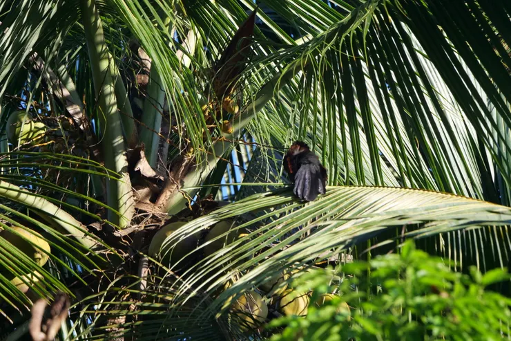 原來“大水果”就是目標鳥