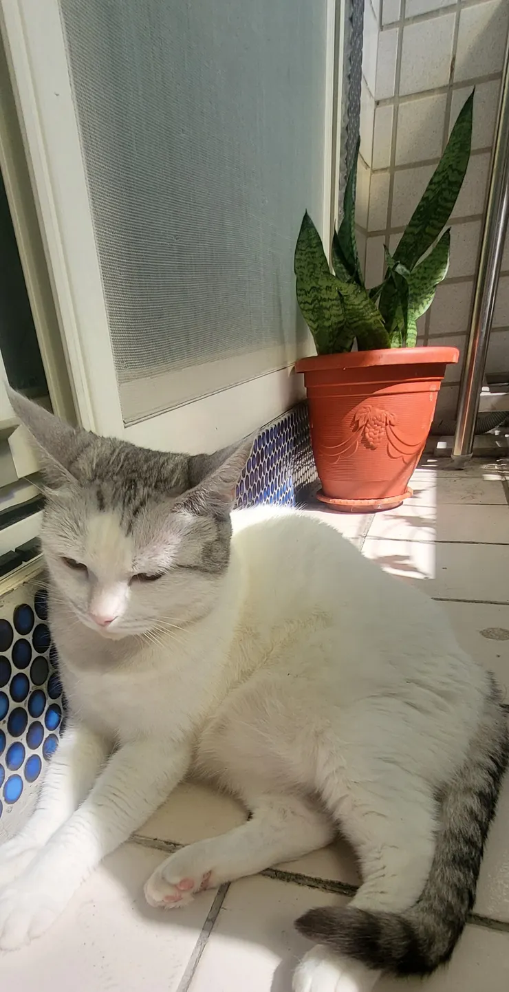 小白沉思中(李建崑攝影)