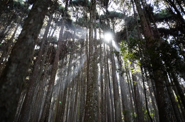 林間的薄霧捕捉到了撒下的陽光