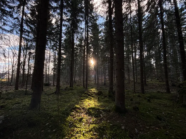 穿過樹林的陽光，彷彿為自己指引出一條道路。