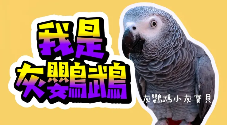 圖片來源：YouTube 灰鸚鵡小灰寶貝《我是灰鸚鵡》