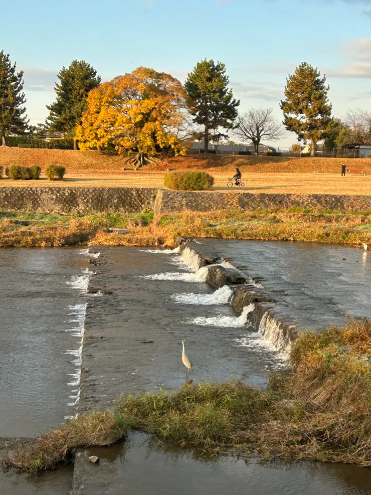 早晨的鴨川河畔