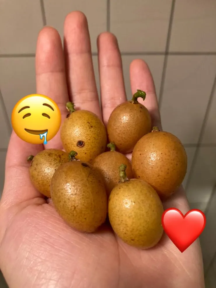 黃皮果