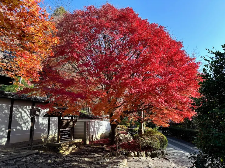 為了善盡寫作的道德還是先放門口的美楓樹以表誠意