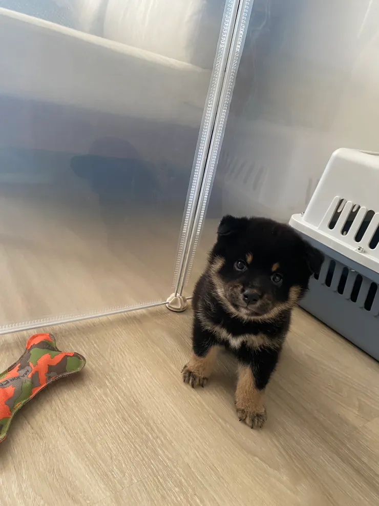 來到我們家的第一天,眼神充滿不屑