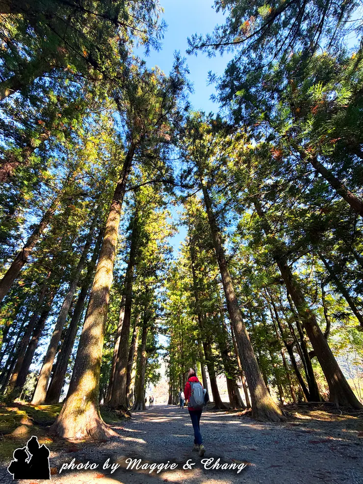 大齋原的參道，種滿了熊野杉，古木參天，很有能量。