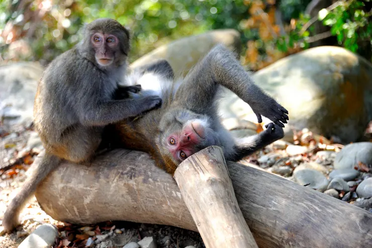 【共享每一個白天黑夜與這片山林 ，途中交會但覺人與物相親無猜嫌！台灣獮猴】