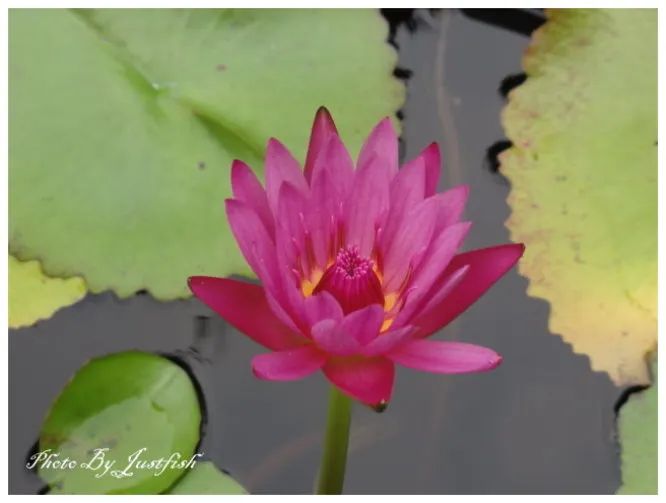 中興新村荷花池