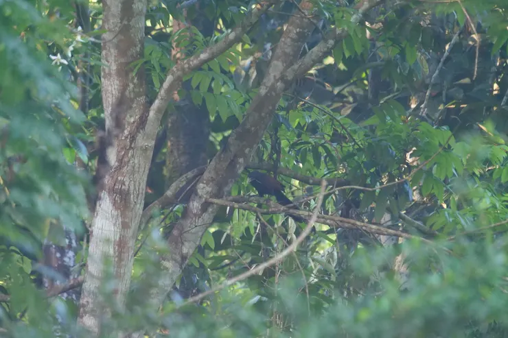 錯過最佳時機，只能遠遠記錄，隱約看到牠的招牌綠色嘴巴