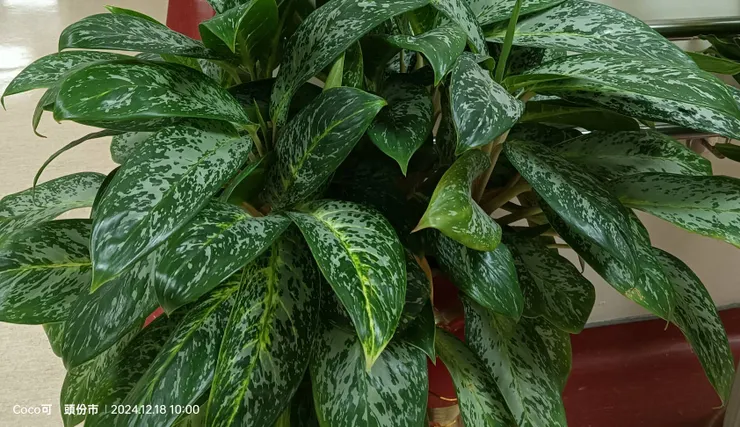 ▲「開運達人」楊登嵙教授　2025年旺財開運風水佈局指南。（圖/ 彭可拍攝）