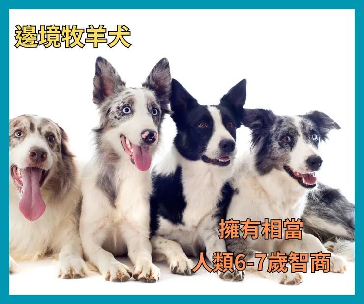 邊境牧羊犬