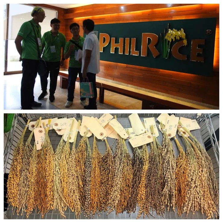 上圖：水稻三人組跟稻米研究所人員交流。下圖：各種水稻，多采多姿。