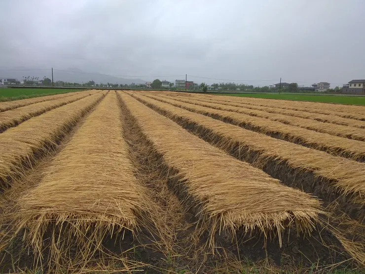 Grid-稻田乾草堆