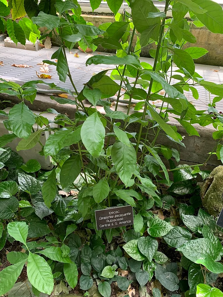 吐根。By LittleT889 - Own work, CC BY-SA 4.0