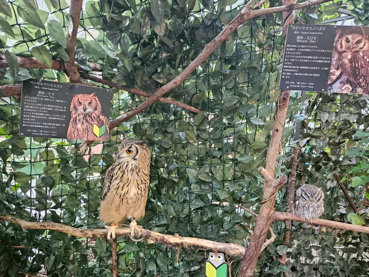 大概是脾氣壞壞XD