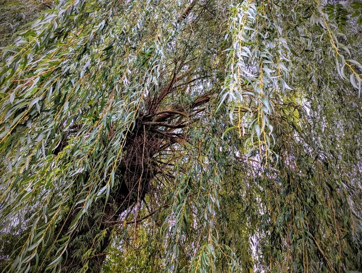 2025/10/23 霜降:住家巷口一戶人家後院,有參天柳樹一棵,每次外出散步必經過。節氣之始,以汝為證。