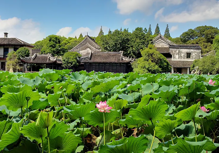 盛開期：江南地區一般是6 月下旬到 8 月中旬，這時候花苞多、花開得旺