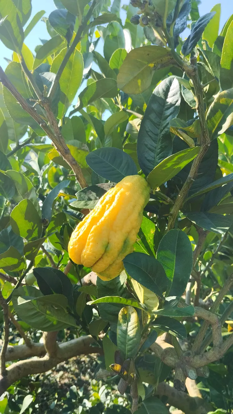 園中唯一的佛手柑樹